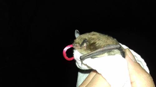 Yuma Myotis