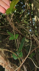 Rhoicissus sessilifolia