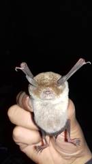 Pteronotus parnellii mexicanus