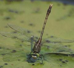 Arigomphus pallidus