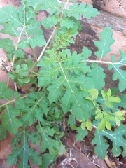 Solanum sisymbriifolium