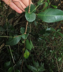Rhoicissus sessilifolia