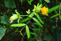 Senecio helminthioides