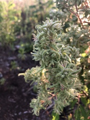Eriophyes rhoinus