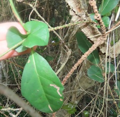 Rhoicissus sessilifolia