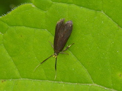 Dichomeris nonstrigella