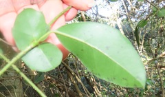 Rhoicissus sessilifolia