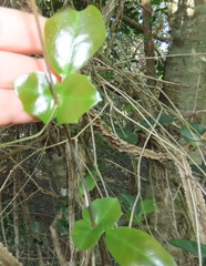 Rhoicissus sessilifolia