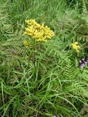 Solidago nitida