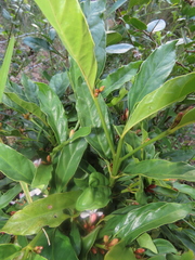 Mitriostigma axillare