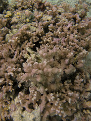 Porites rus