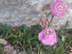 Dianthus alpinus