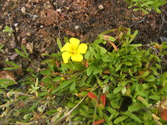Oxalis namaquana