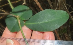 Rhoicissus sessilifolia