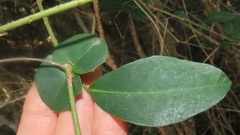 Rhoicissus sessilifolia