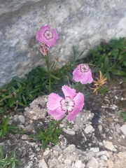 Dianthus alpinus