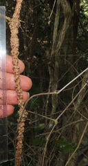 Rhoicissus sessilifolia