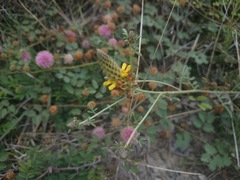 Dalea lutea