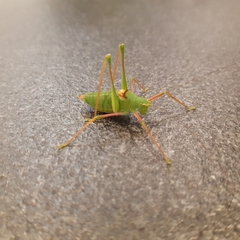 Poecilimon schmidtii