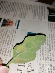 Uromyces heliotropii