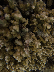 Porites rus