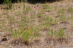 Heterotheca orovillosa