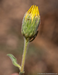 Heterotheca orovillosa