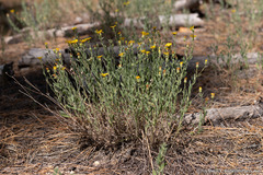 Heterotheca orovillosa