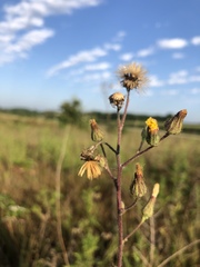 Hieracium longipilum