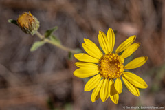 Heterotheca orovillosa