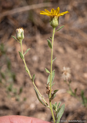 Heterotheca orovillosa