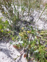 Lyperia