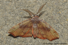 Achrosis