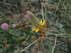 Dalea lutea