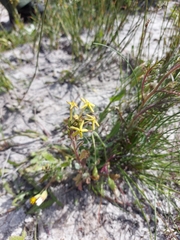 Lyperia