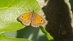 Pyronia tithonus
