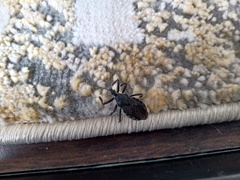 Apiomerus longispinis