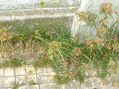 Cyperus eragrostis