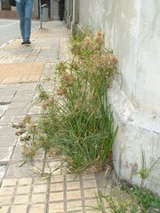 Cyperus eragrostis
