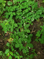 Hylodesmum pauciflorum