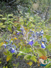 Salvia melissodora