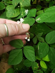 Hylodesmum pauciflorum
