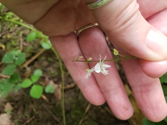Hylodesmum pauciflorum