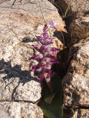 Lachenalia carnosa