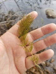 Ceratophyllum echinatum