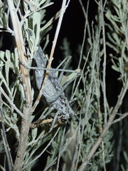 Capnobotes occidentalis