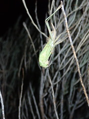 Capnobotes occidentalis