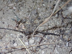 Scotoleon peregrinus