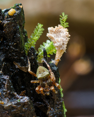 Xylaria flabelliformis