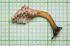 Xylaria flabelliformis